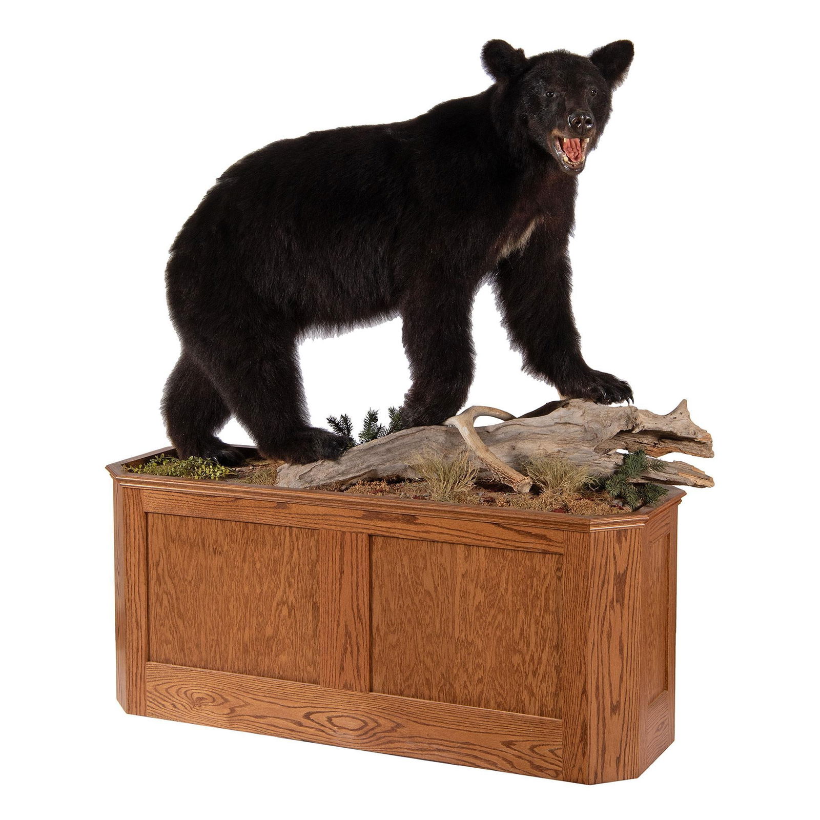Full Body Black Bear Mount: Full Body Black Bear Mount, HT. 66, WD. 59, DP. 20 inch