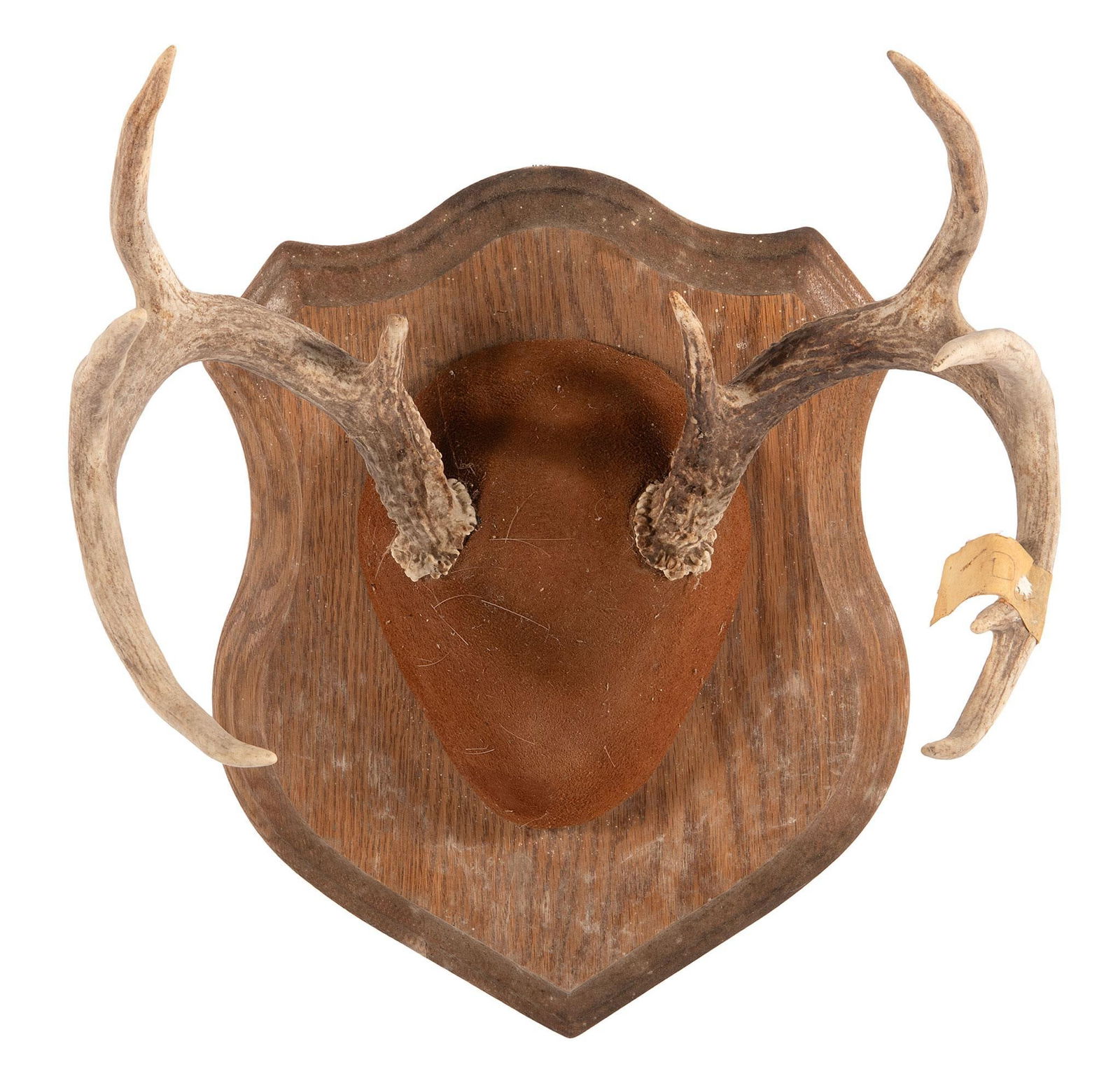 Mounted Set of Deer Antlers: Mounted Set of Deer Antlers. H. 17, WD. 14, HP. 12