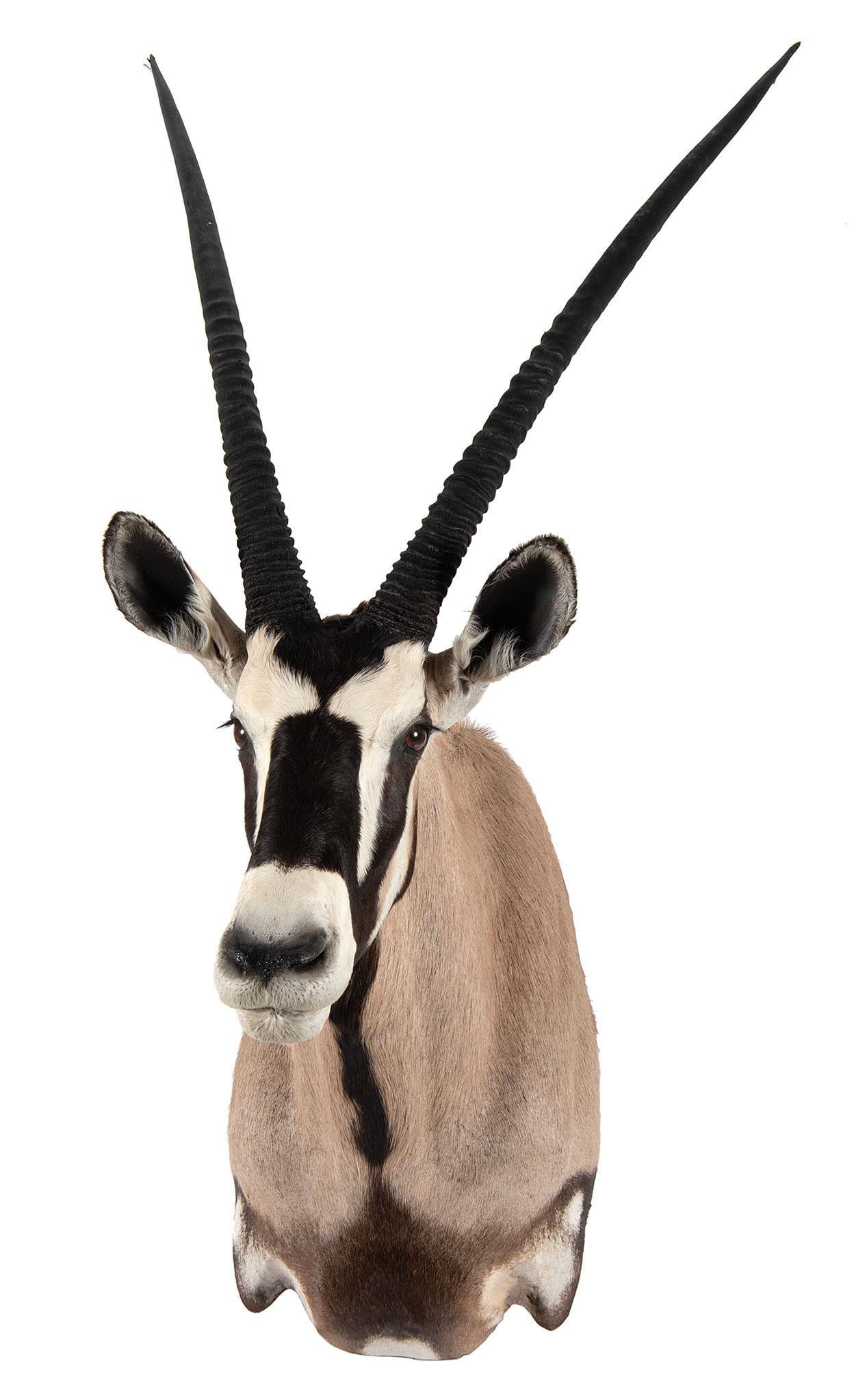 African Oryx Shoulder Mount: African Oryx Shoulder Mount H. 62, WD. 28, HP. 33