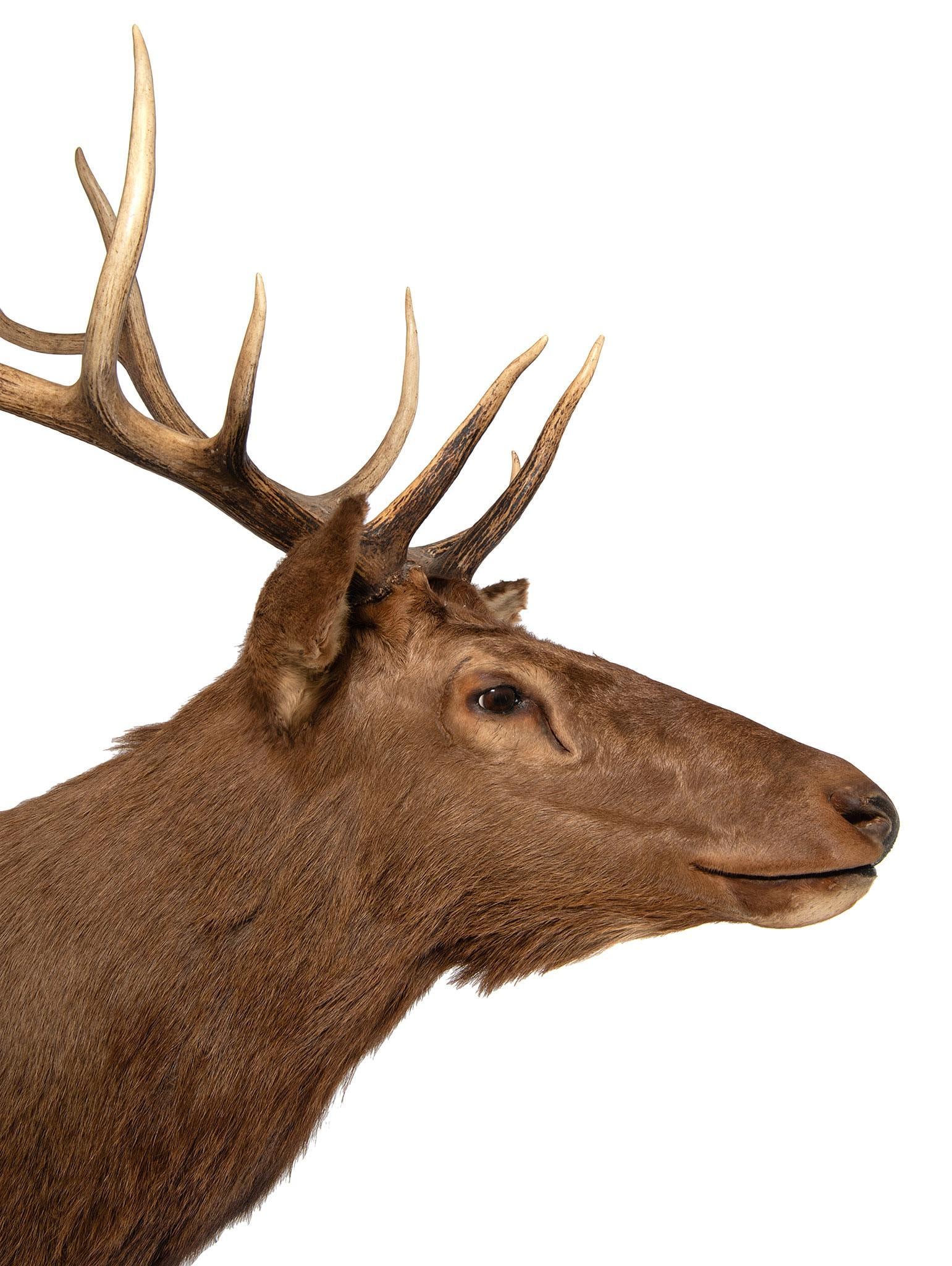 Elk Shoulder Mount - 2