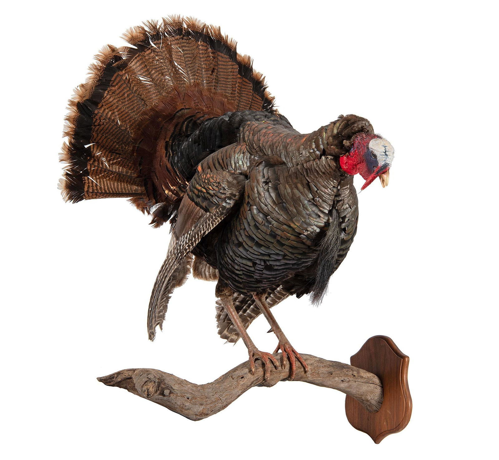 Full Body Turkey Mount: Full body turkey mount H. 40, WD. 30, DP 32