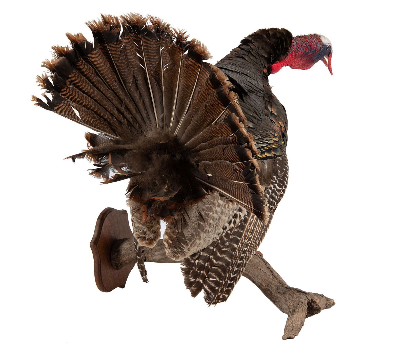 Full Body Turkey Mount - 2
