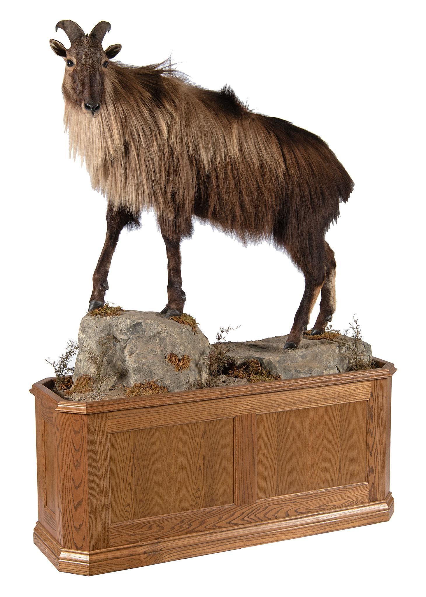Himalayan Tahr Full Body Mount: Himalayan Tahr full body mount H. 74, WD.55, HP 18