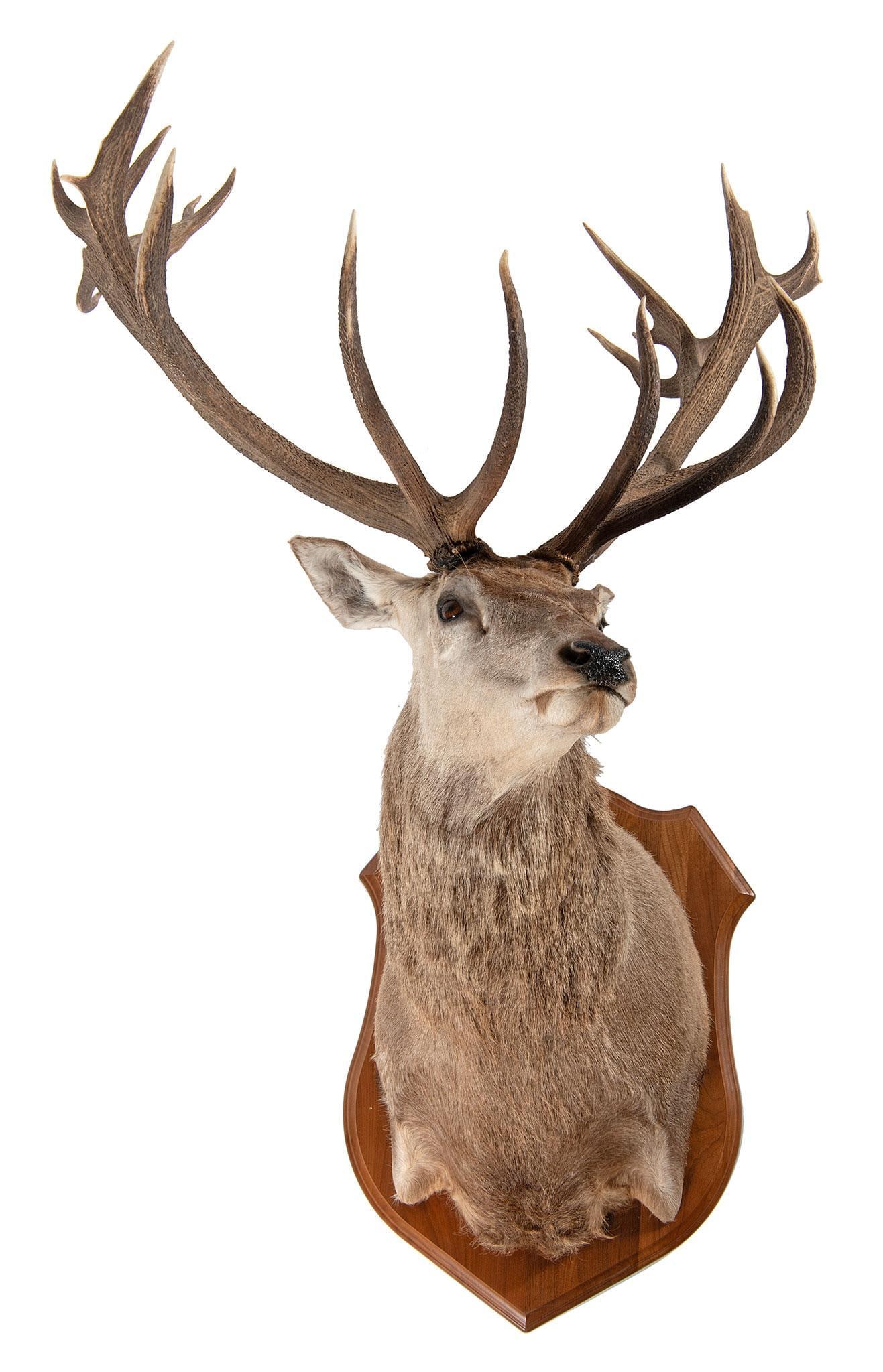 Red Stag Shoulder Mount: Red Stag Shoulder Mount H, 65 WD. 40 , DP 36