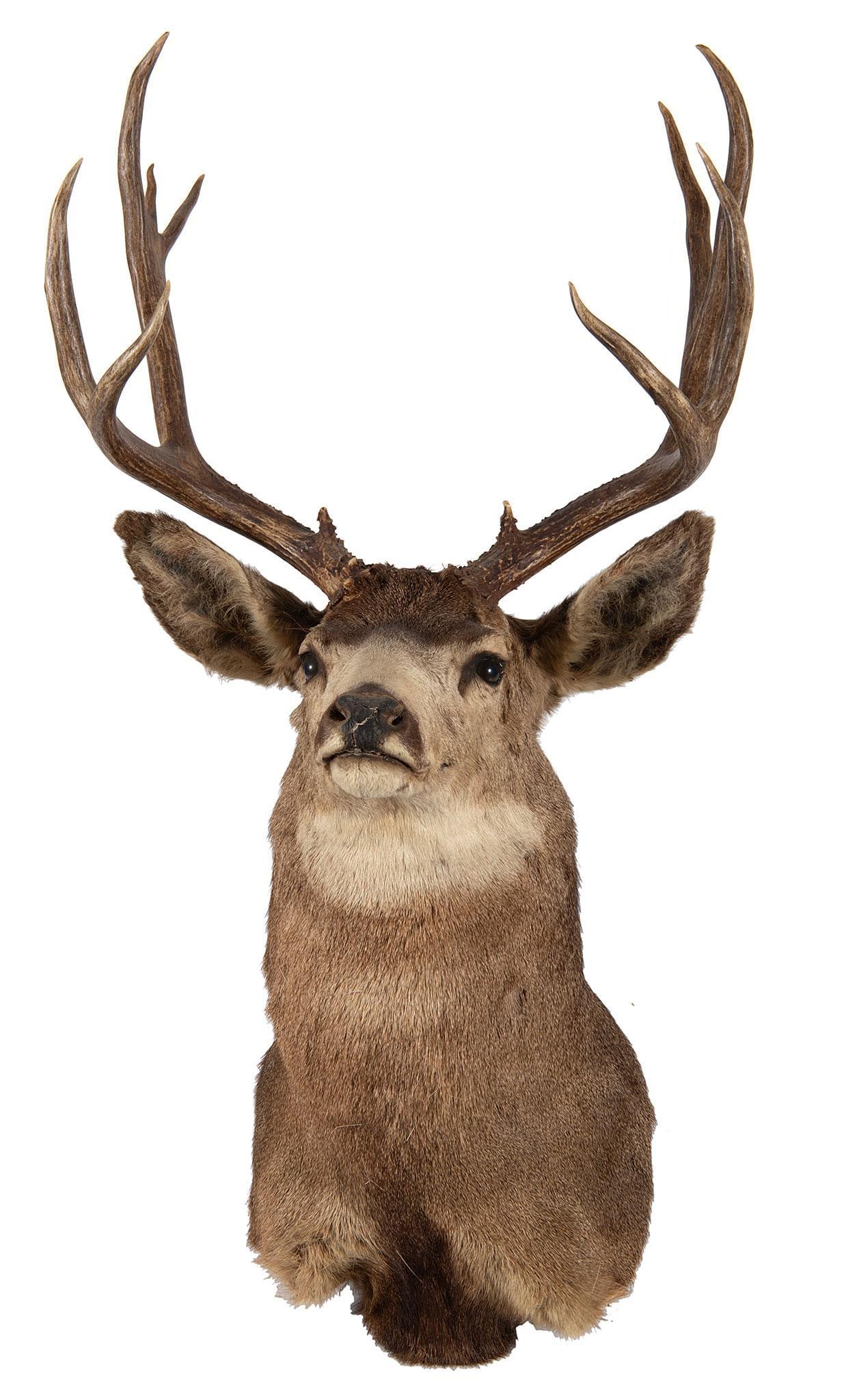 Mule Deer Shoulder Mount: Mule Deer Mount H. 46 WD 25, DP. 22