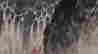 item-131683483=9