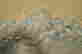 item-131683530=4