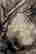 item-131683650=3