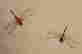 item-131683659=4