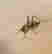 item-131683659=6