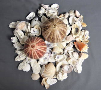 Sea Urchin and Other Seashells/ Shells