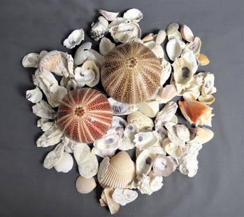 Sea Urchin and Other Seashells/ Shells: Two Sea Urchin Seashells and other seashells. Condition: Good