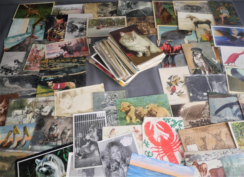 Antique & Vintage Postcards- Animals, Pets, Birds (1 of 4)
