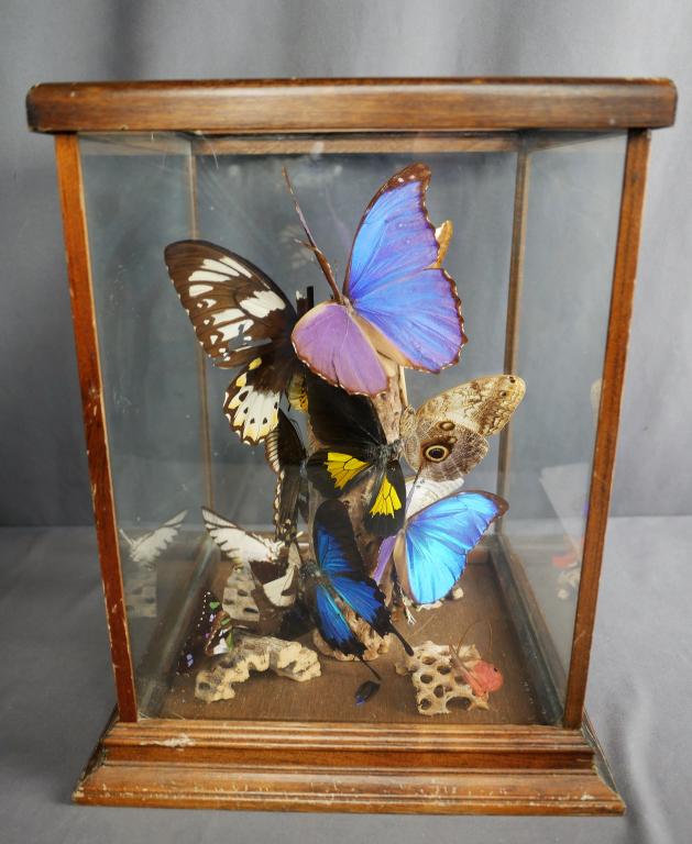 Large Vintage Batterfly Display Case (1 of 7)