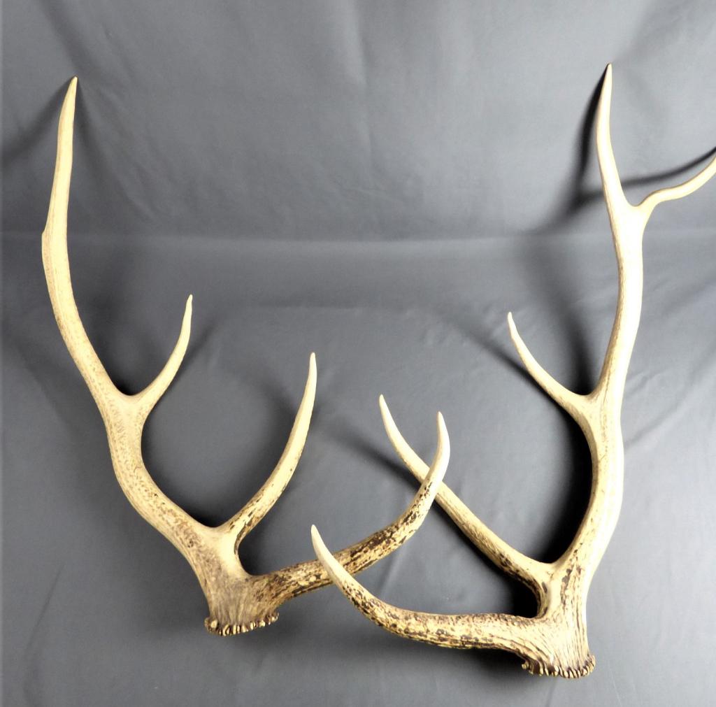 Pair of Genuine Large Deer/ Buck Antlers (1 of 8)