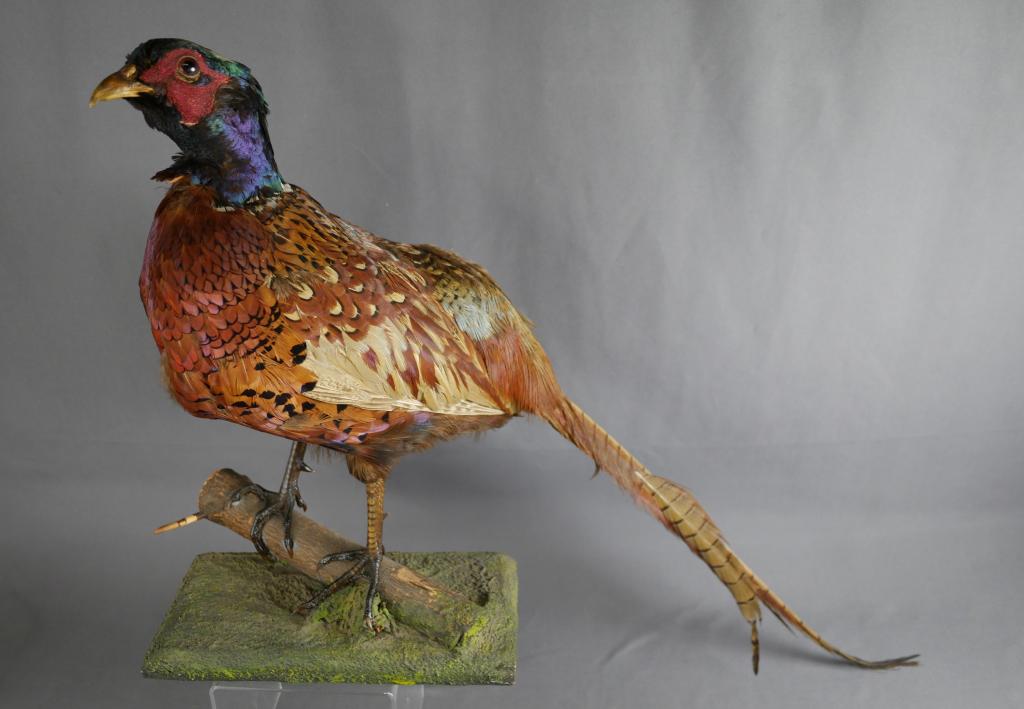 Pheasant Taxidermy Mount Real Stuffed Bird (1 of 7)