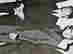 item-123257350=4