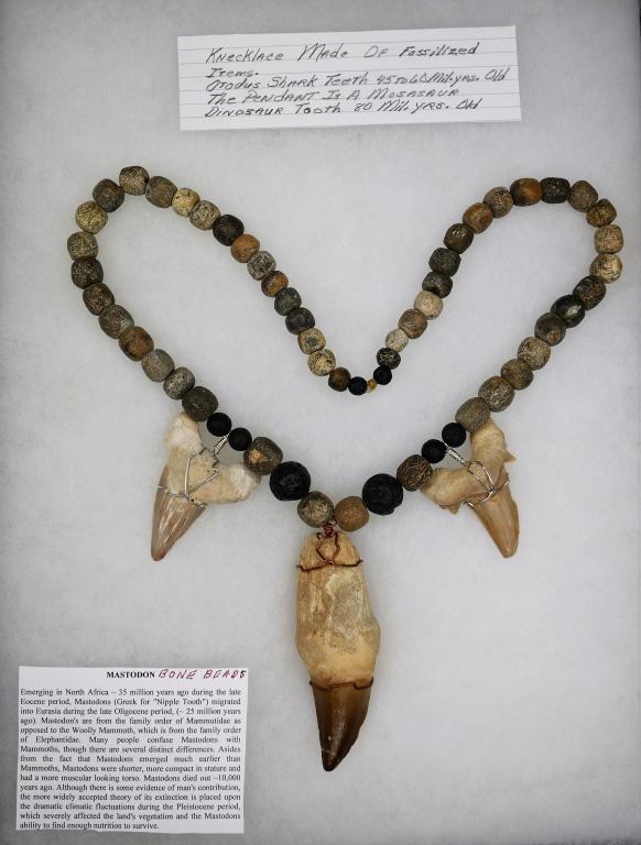 Large Fossilized Dinosaur Mosasaur Tooth Necklace: Neckalce made of Fossilized Otodus Shark Teeth (45-60 mil. years old). Pendant is Mosasaurus Tooth (80 mil. Years Old). By artist Iron Wolf Thompson, a nationally known Black Native American artist ha