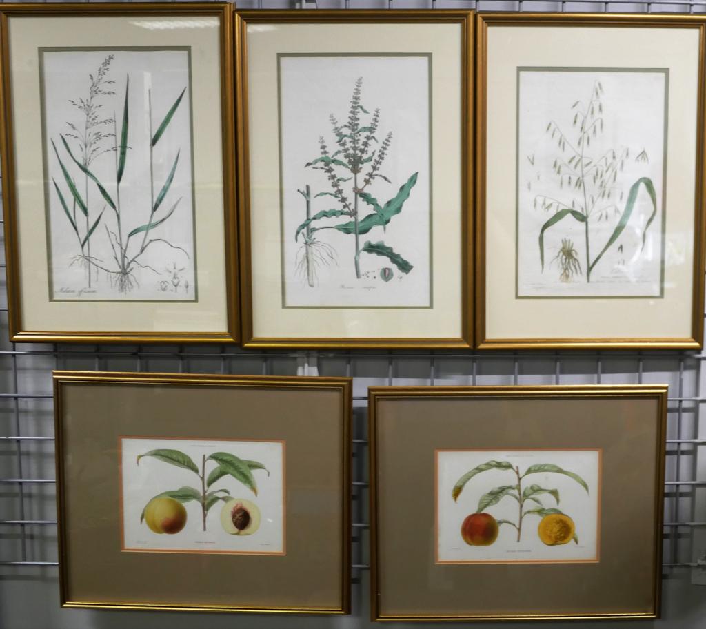 Five Antique Framed Botanical Engravings- Sowerby (1 of 12)