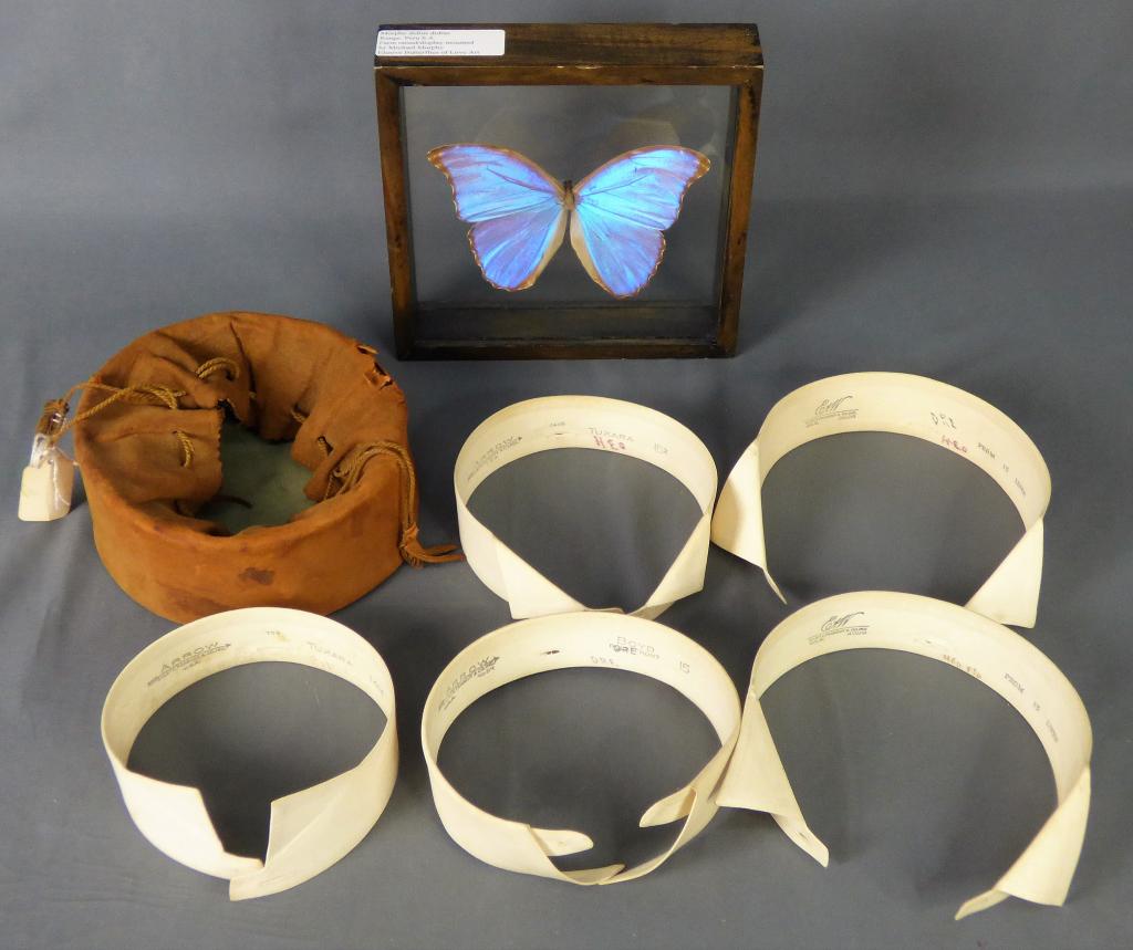 Morpho Didius Butterfly Display & Antique Collars (1 of 7)