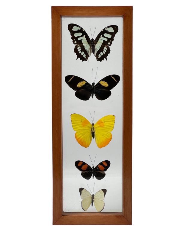 Taxidermy- Butterfly Framed Display (1 of 4)