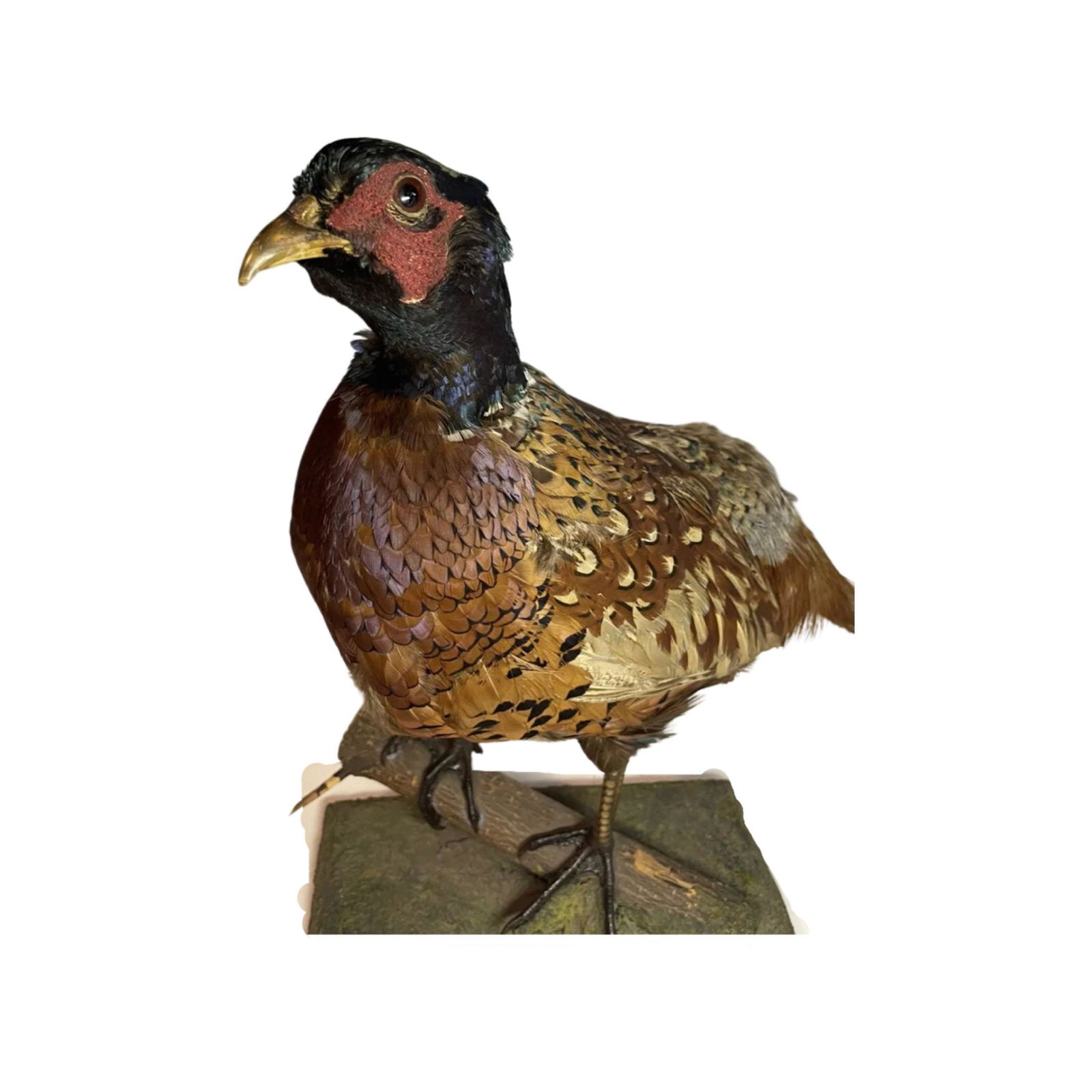 Vintage STANDING TAXIDERMY PHEASANT MOUNT (1 of 9)