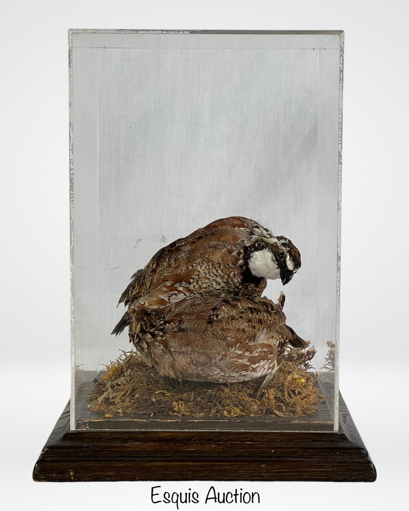 Bobwhite Quail Taxidermy Mount Museum Display (1 of 6)