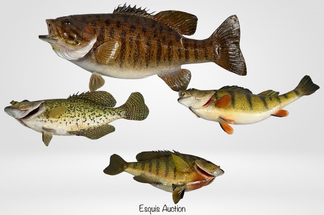 Groupof Taxidermy Fish Wall Mounts (1 of 4)