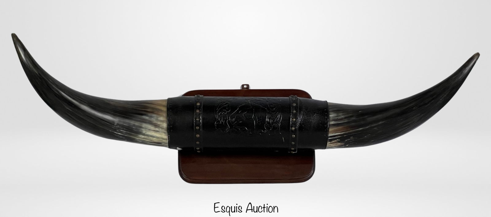 Giant 4.75' Bull/  Steer Horns Mounted on Wood (1 of 7)