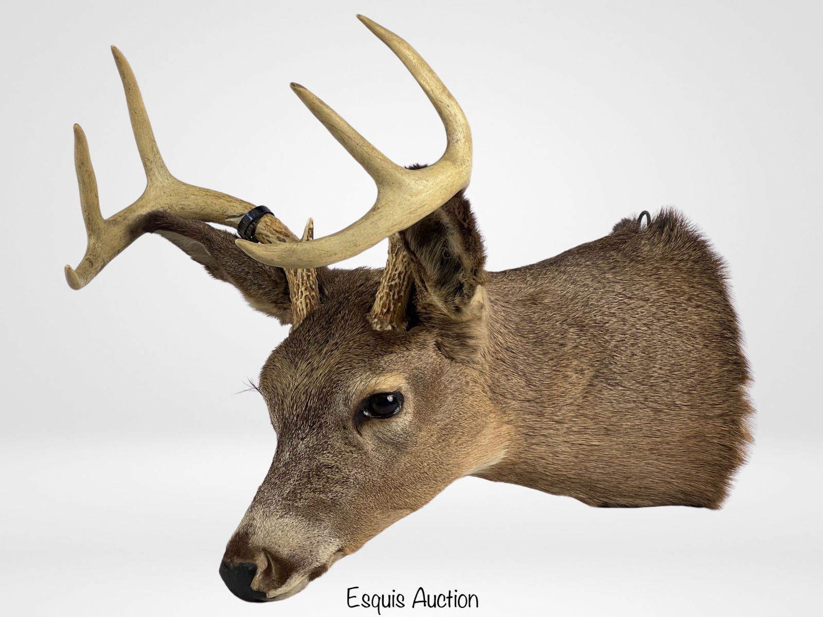White Tail Deer Head Taxidermy Trophy Wall Mount (1 of 4)