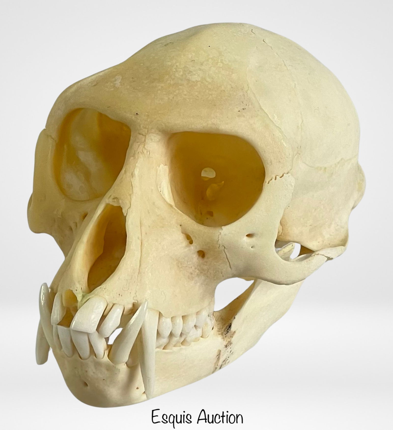 Genuine Monkey Skull (1 of 7)