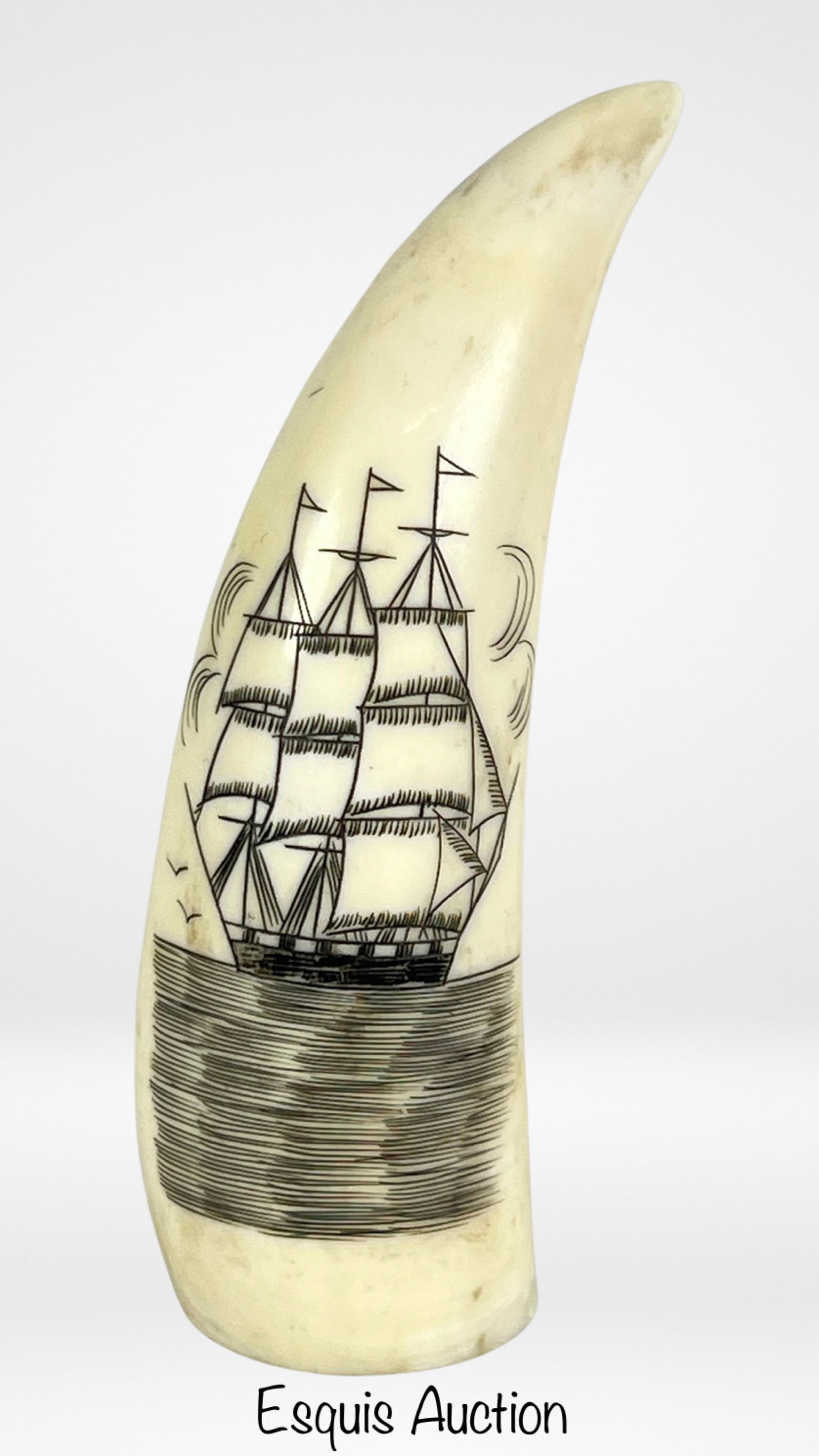 Scrimshaw Sperm Whale's Tooth Engraved Ship: Experience the artistry and history of the sea with this remarkable Scrimshaw Sperm Whale's Tooth, featuring an engraved sailing ship. Standing at 3 1/2" tall, this genuine piece of scrimshaw art capt