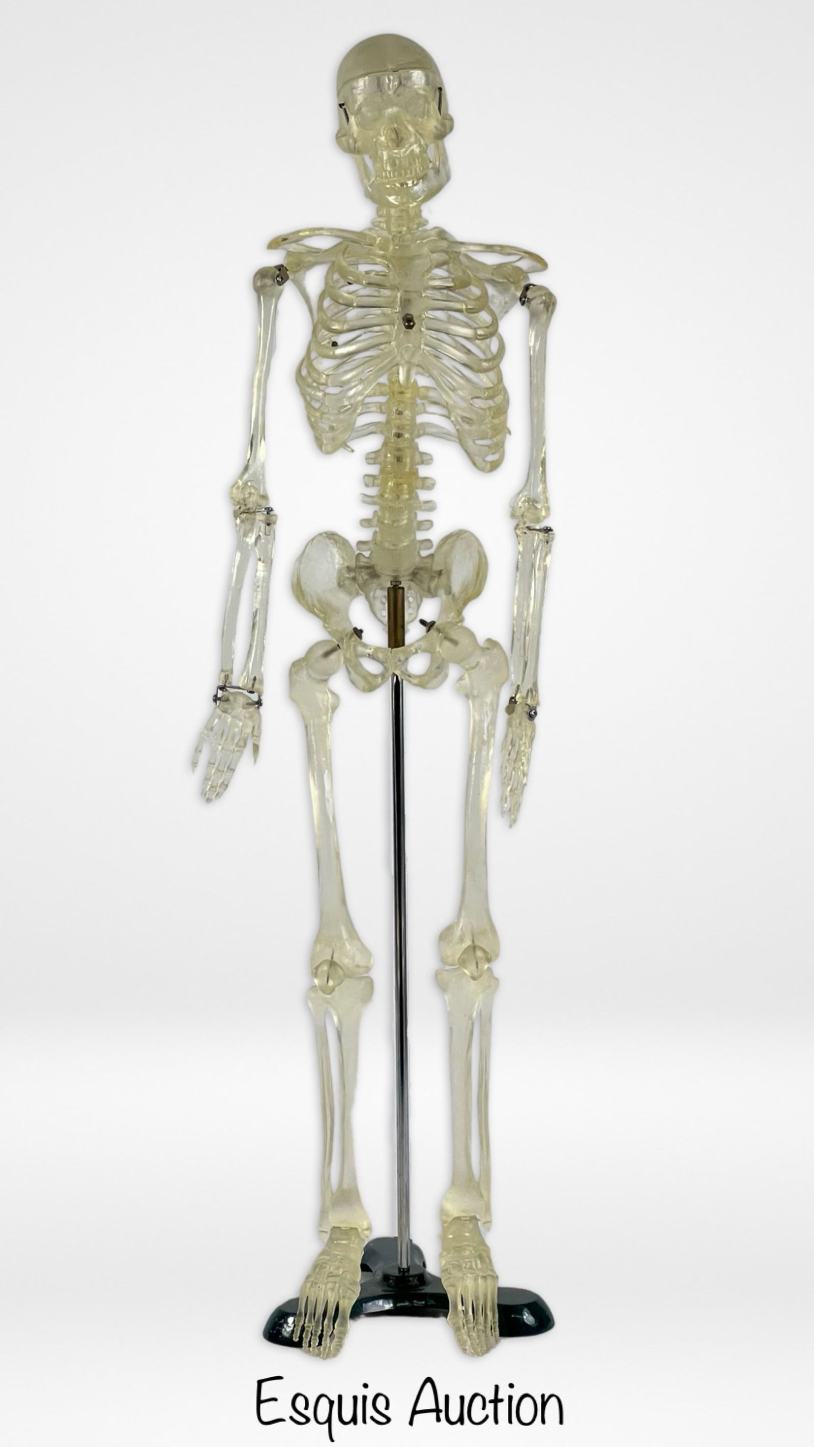 Anatomy Lab/ Doctor's Office Human Skeleton (1 of 4)