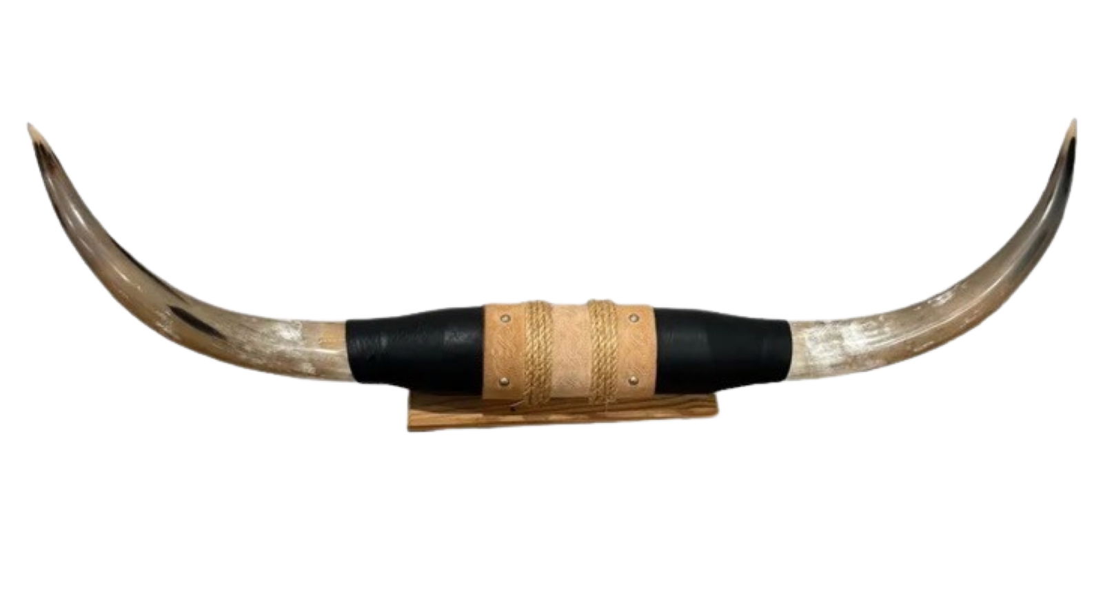 Large Mounted Steer Cow Bull Longhorn Taxidermy (1 of 7)