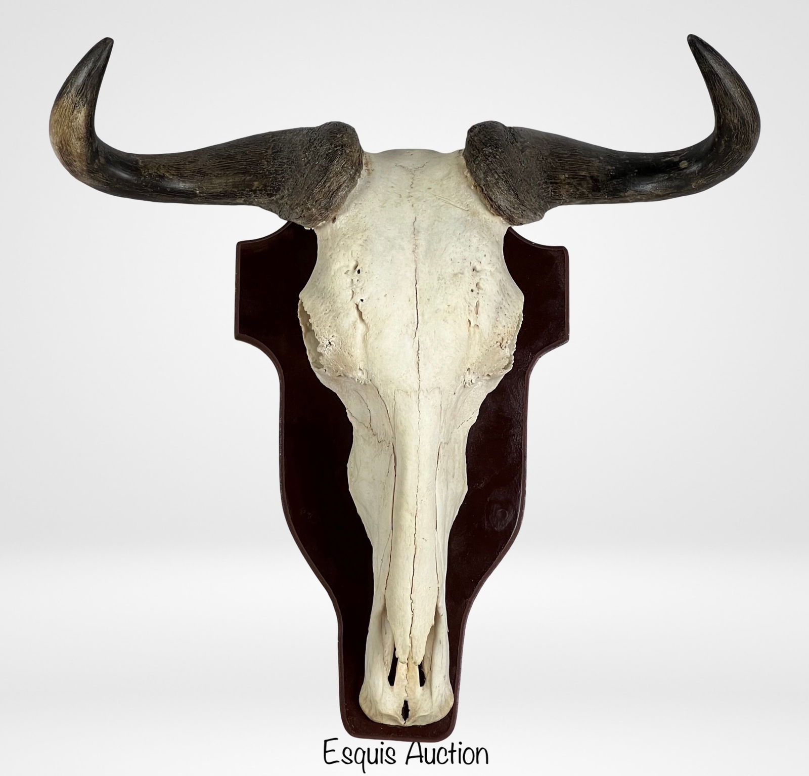 Blue Wildbeest Buffalo SKull on Wooden Plaque (1 of 3)