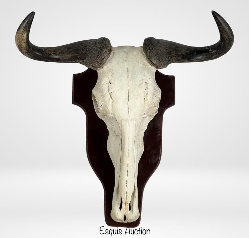 Blue Wildbeest Buffalo SKull on Wooden Plaque (1 of 3)