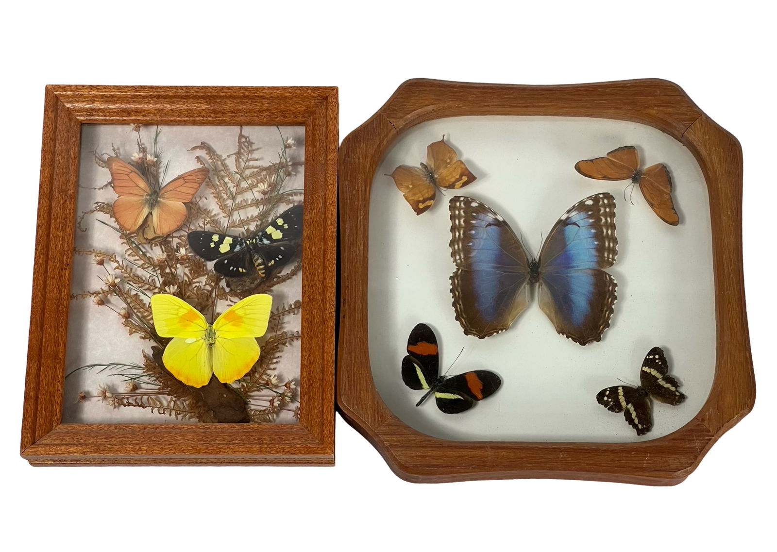 Real Beautiful Butterfly Insect Taxidermy Displays (1 of 5)