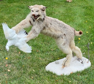 Canada Lynx Catching Ptarmigan Full Body Taxidermy