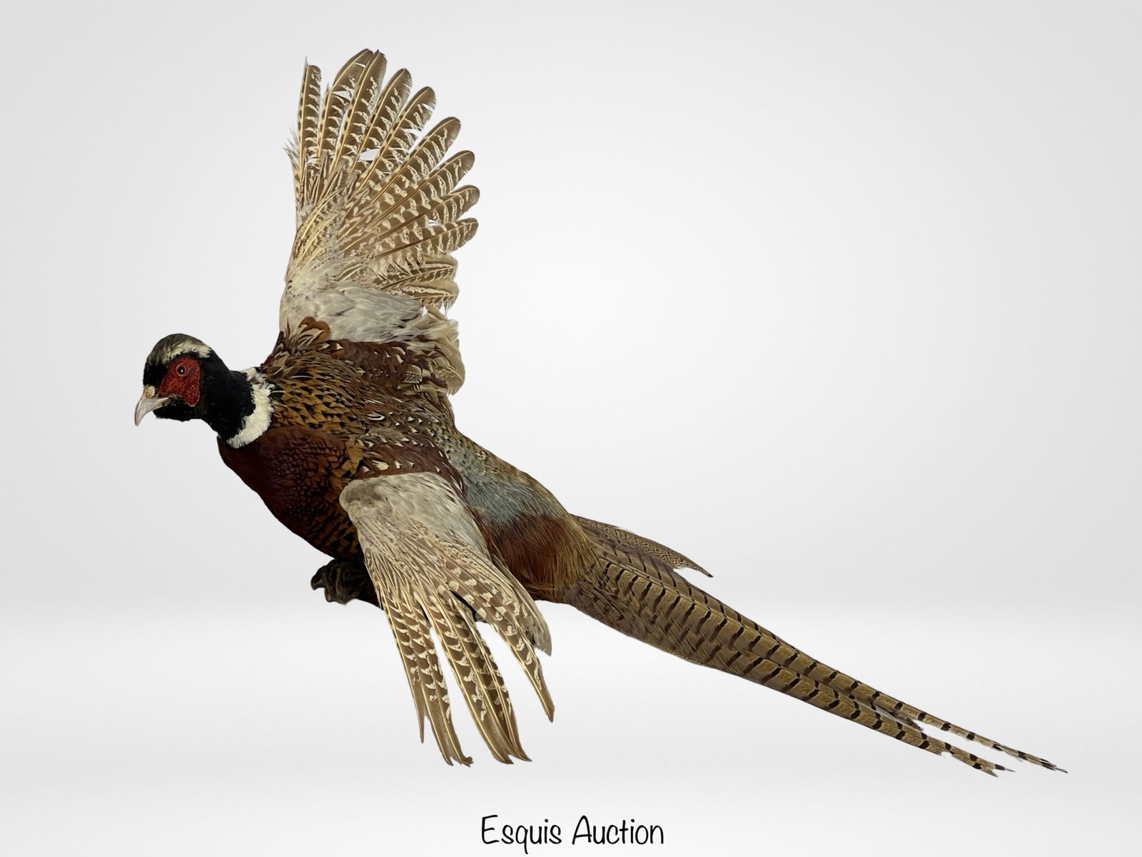 Ring-necked Pheasant in Flight Full Body Taxidermy (1 of 4)