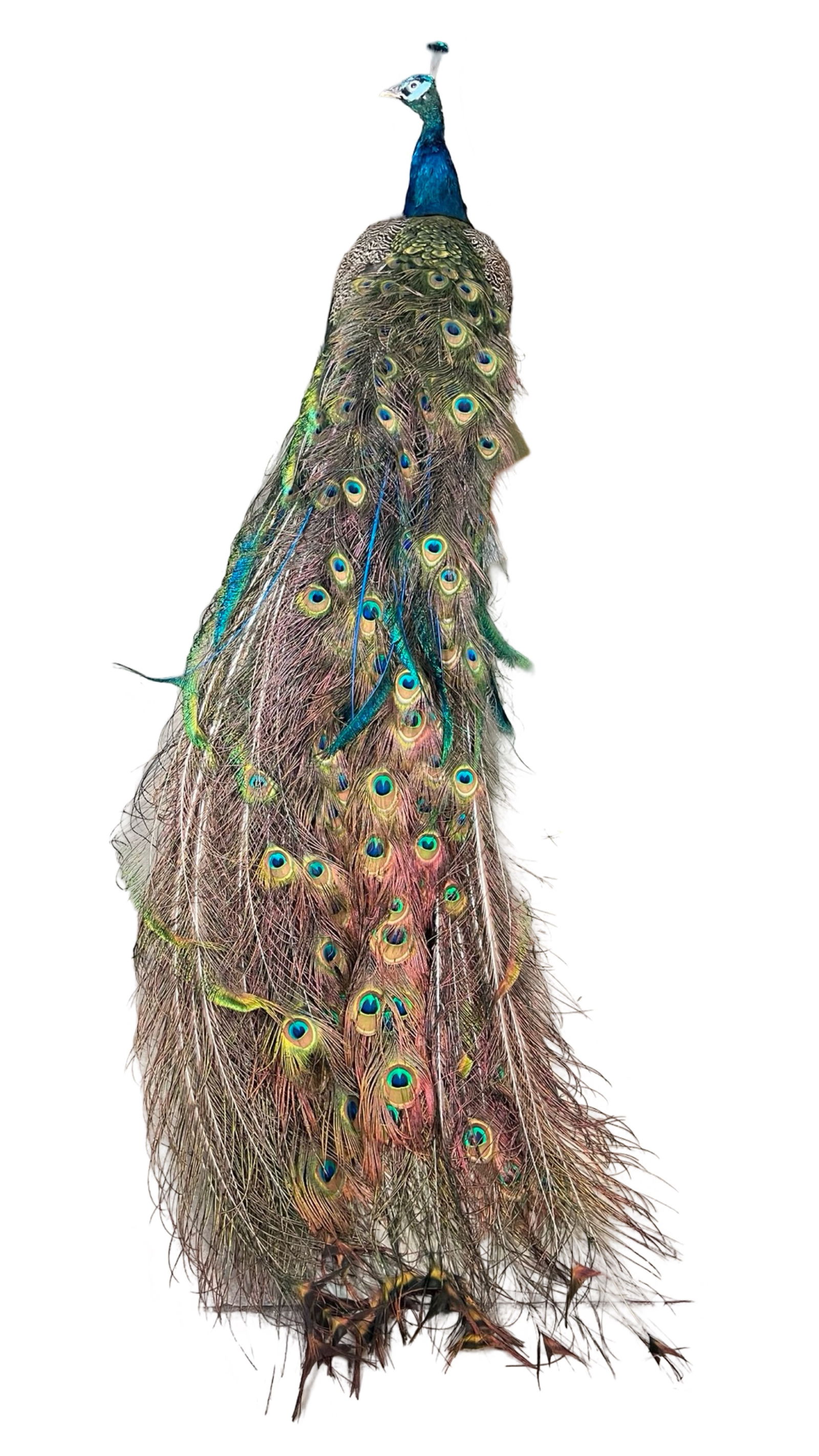 Indian Peacock Taxidermy Display (1 of 8)