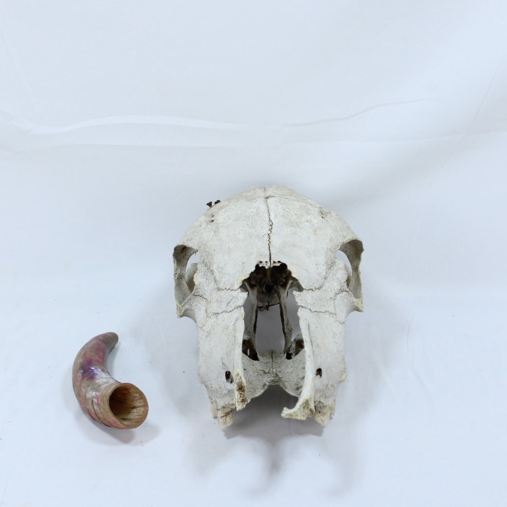 Authentic Vintage Animal Skull with Single Horn for Rustic Decor or Collection: Authentic weathered animal skull with a single detached horn, ideal for rustic, western, or taxidermy-inspired decor. The skull exhibits natural aging with a textured bone surface, adding to its rugge