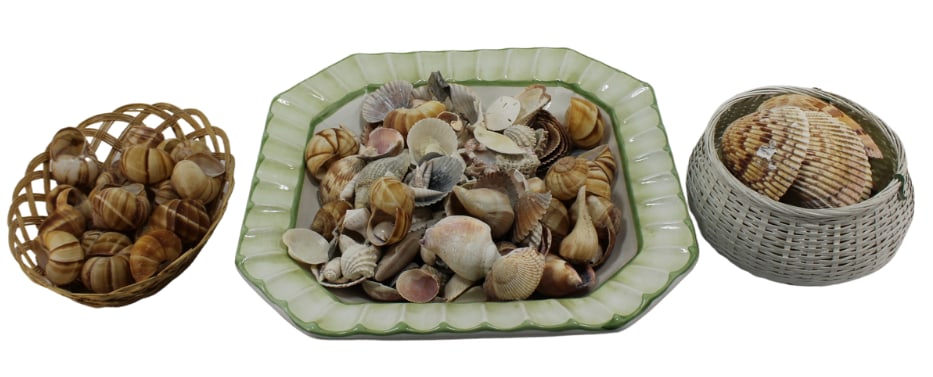 Collection of Seashells (1 of 3)