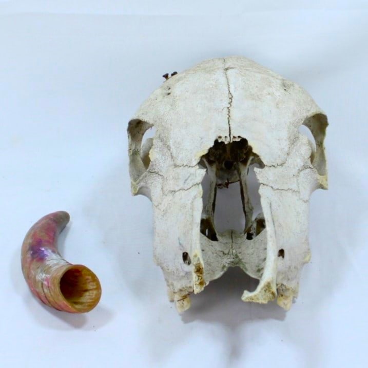 Authentic Vintage Animal Skull with Single Horn...: for Rustic Decor or Collection. Authentic weathered animal skull with a single detached horn, ideal for rustic, western, or taxidermy-inspired decor. The skull exhibits natural aging with a textured b