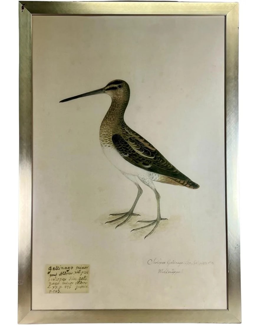 XL Snipe Bird Art Print after 17th C Engraving (1 of 3)