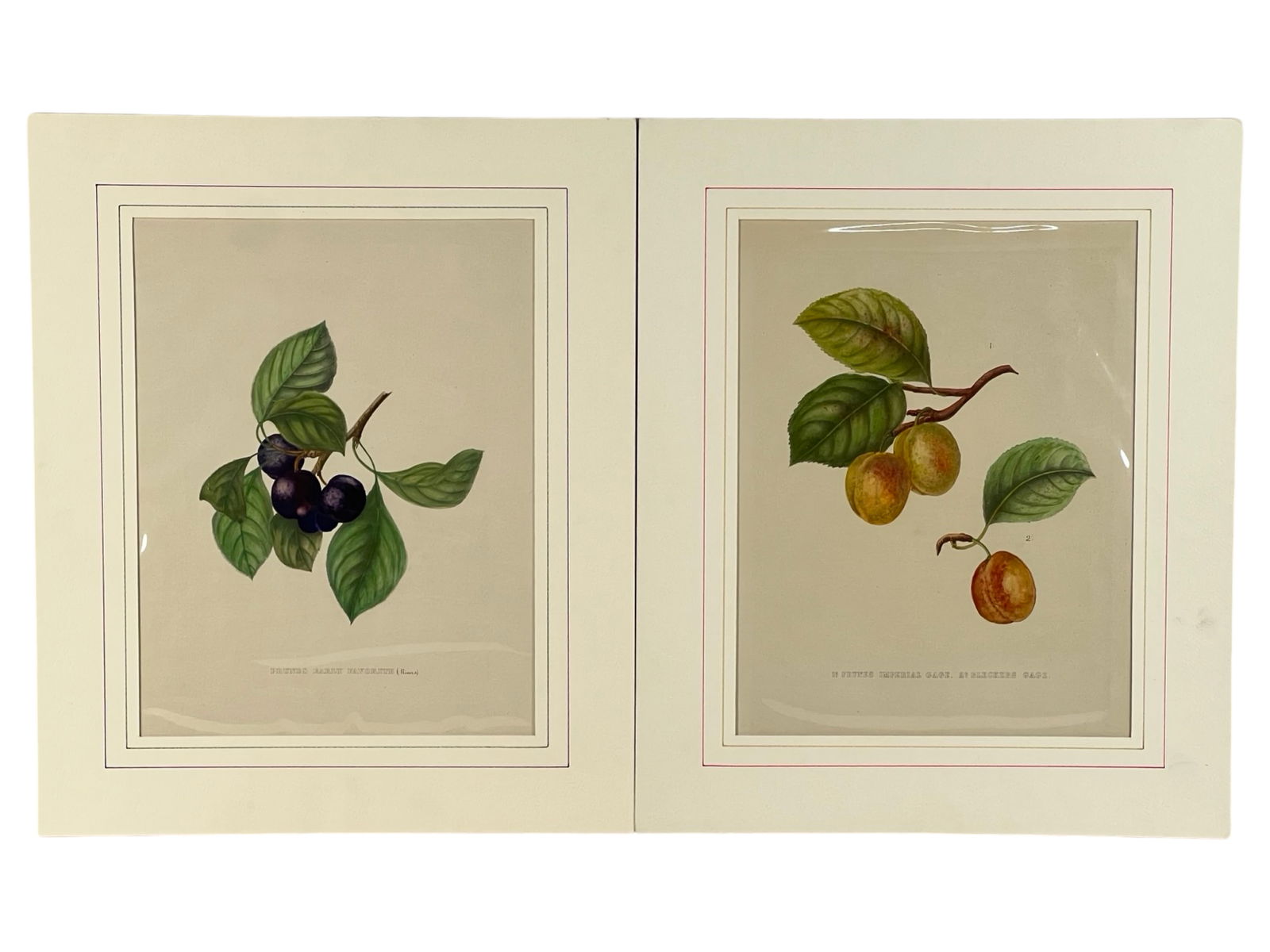 19th C. Botanical Lithographs - Prunes Varietals (1 of 7)