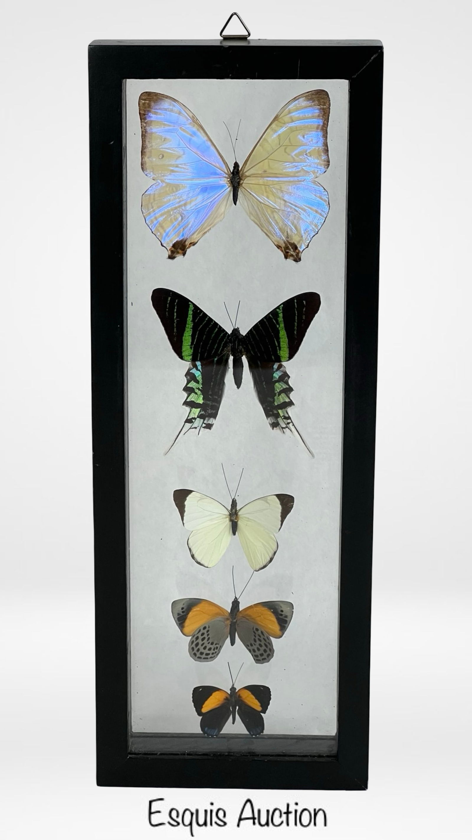 Framed Exotic Butterfly Specimen Display (1 of 4)