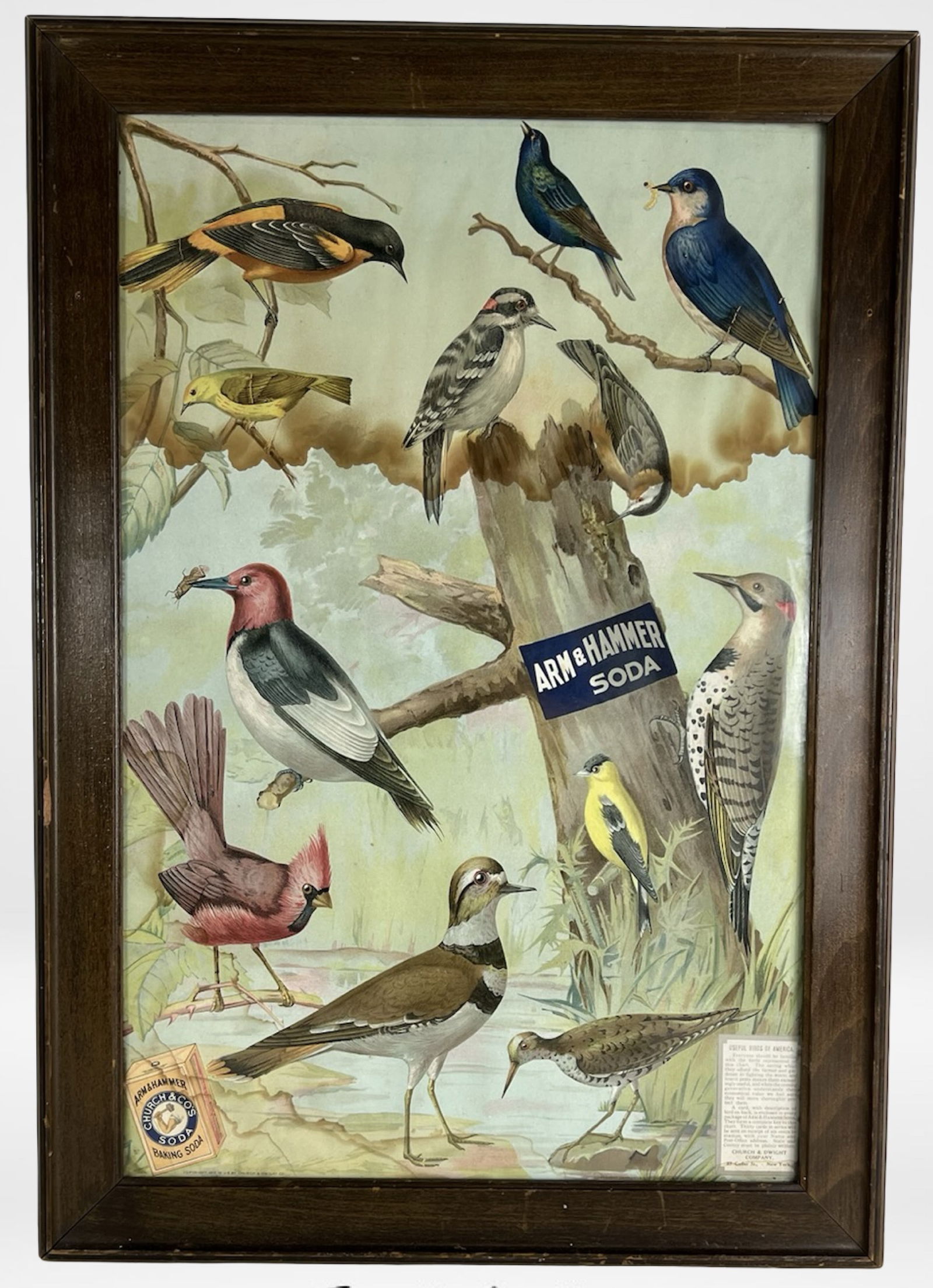 1917 Arm & Hammer Soda Useful Birds Poster (1 of 3)