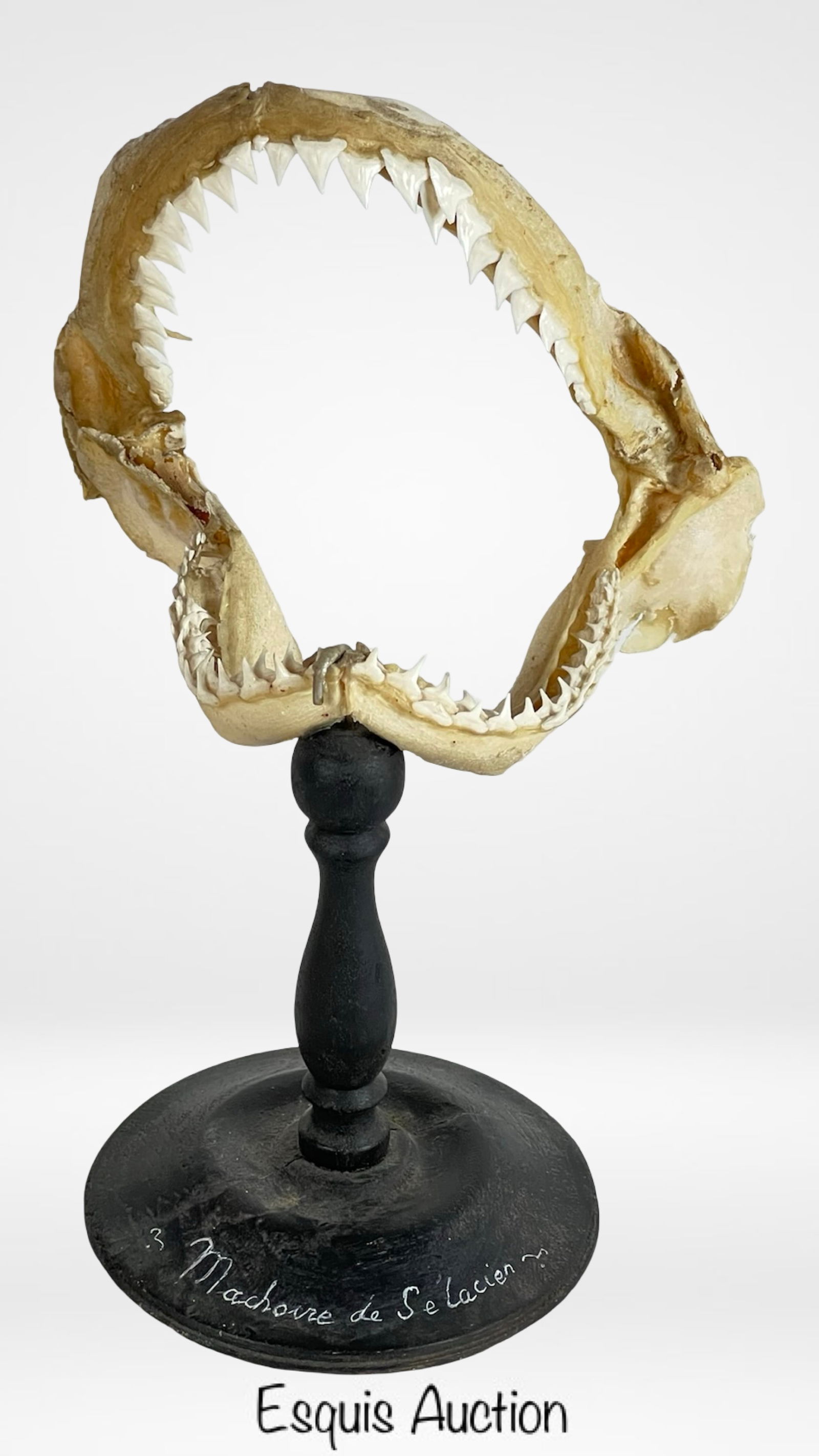 Tiger Shark Jaw Specimen on Painted Display Stand (1 of 6)
