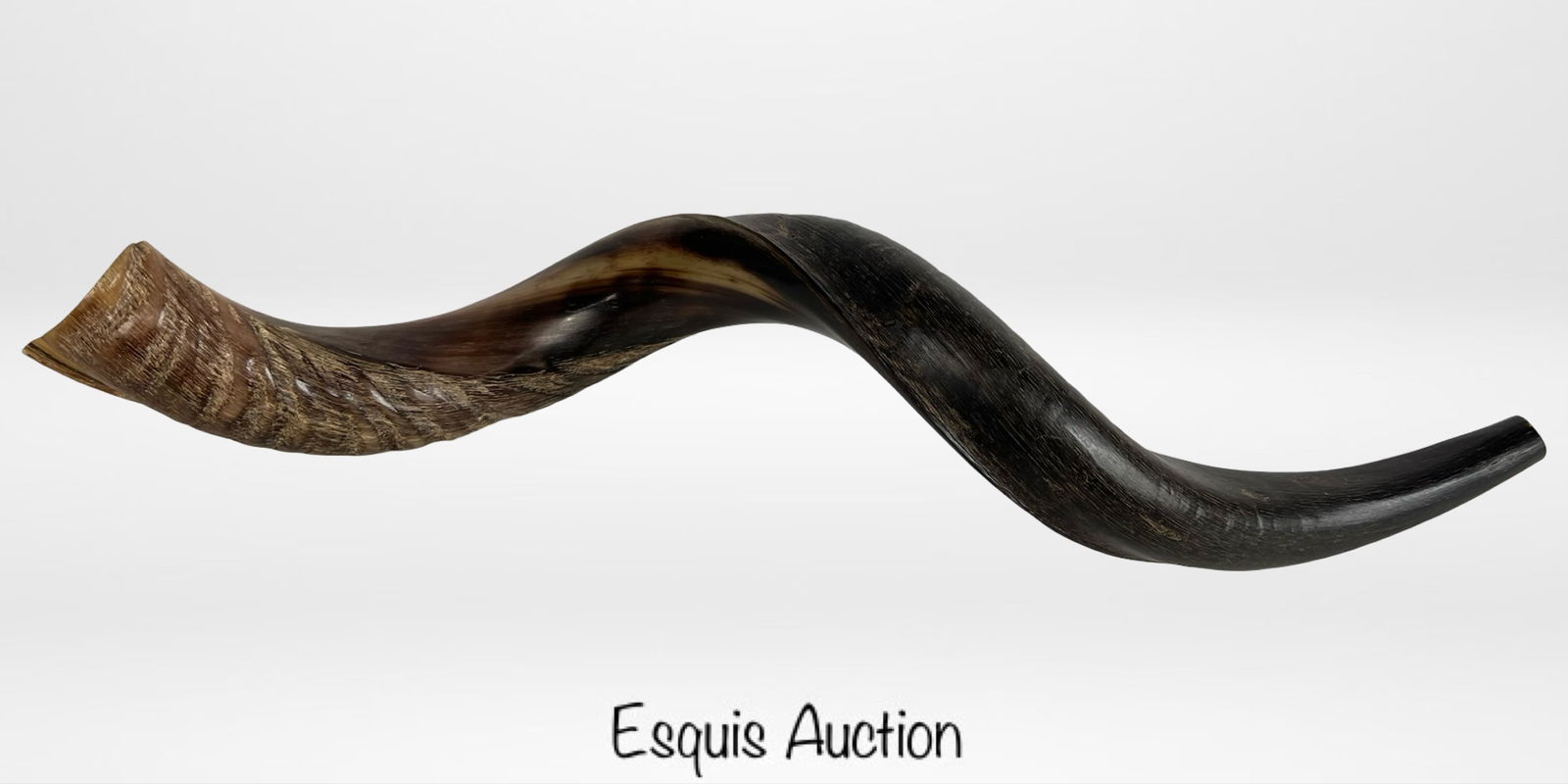 Jewish Judaica Yalland Shofar Yemenite Ram's Horn (1 of 4)