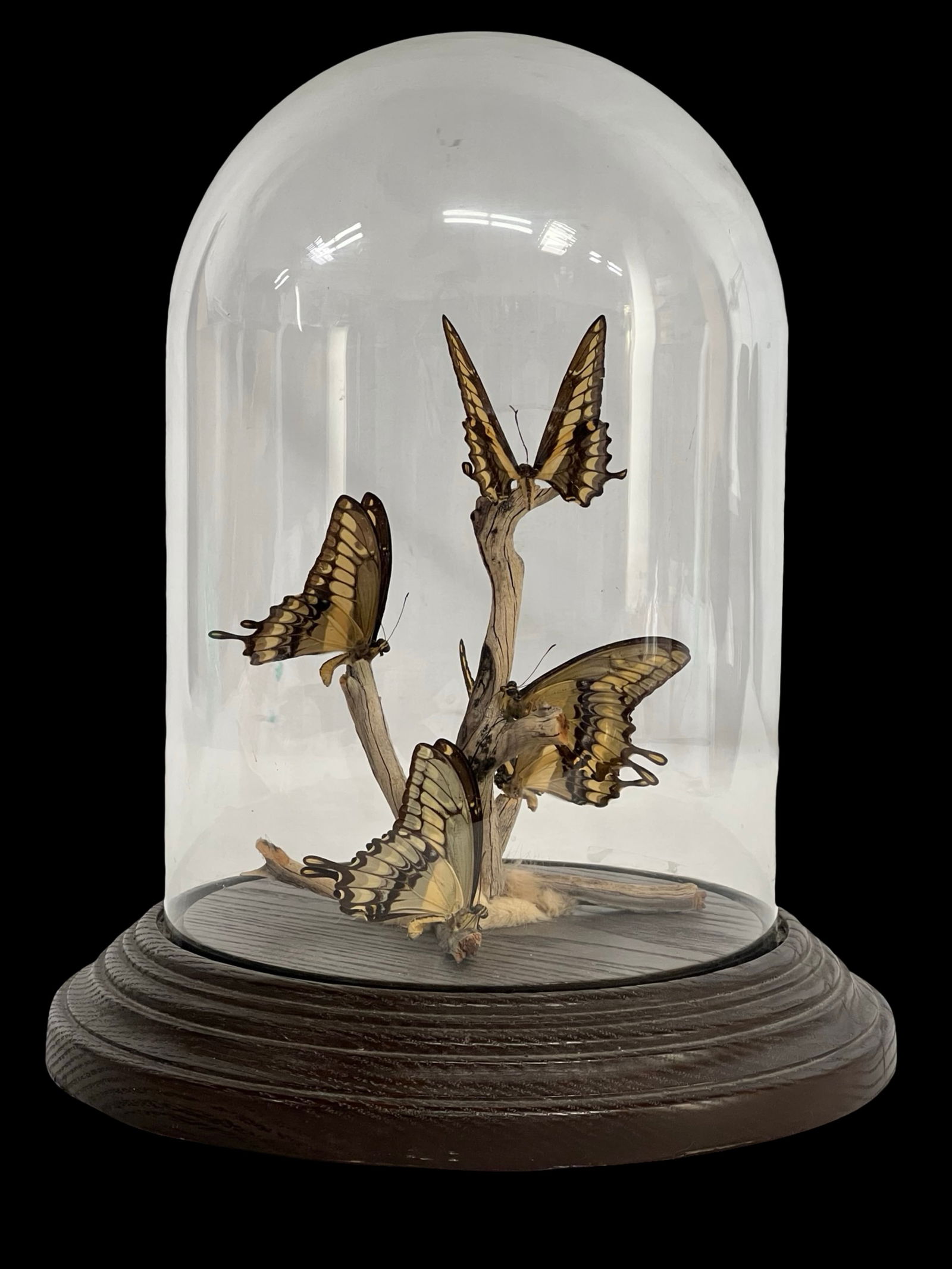 Taxidermy Swallowtail Butterfly Dome Display (1 of 4)
